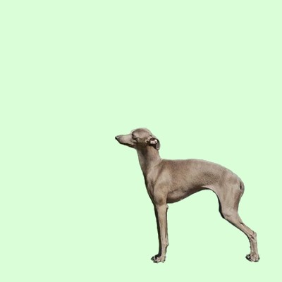 eskashem italian greyhound