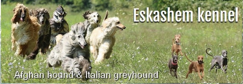 { Eskashem Afghan & Italian greyhound kennel}
